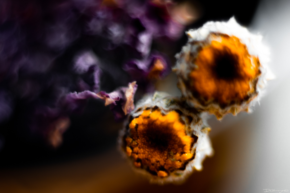Photos of flowers, focaccia, fun Lucky Charms, and pretty Berkeley neighborhood sights.